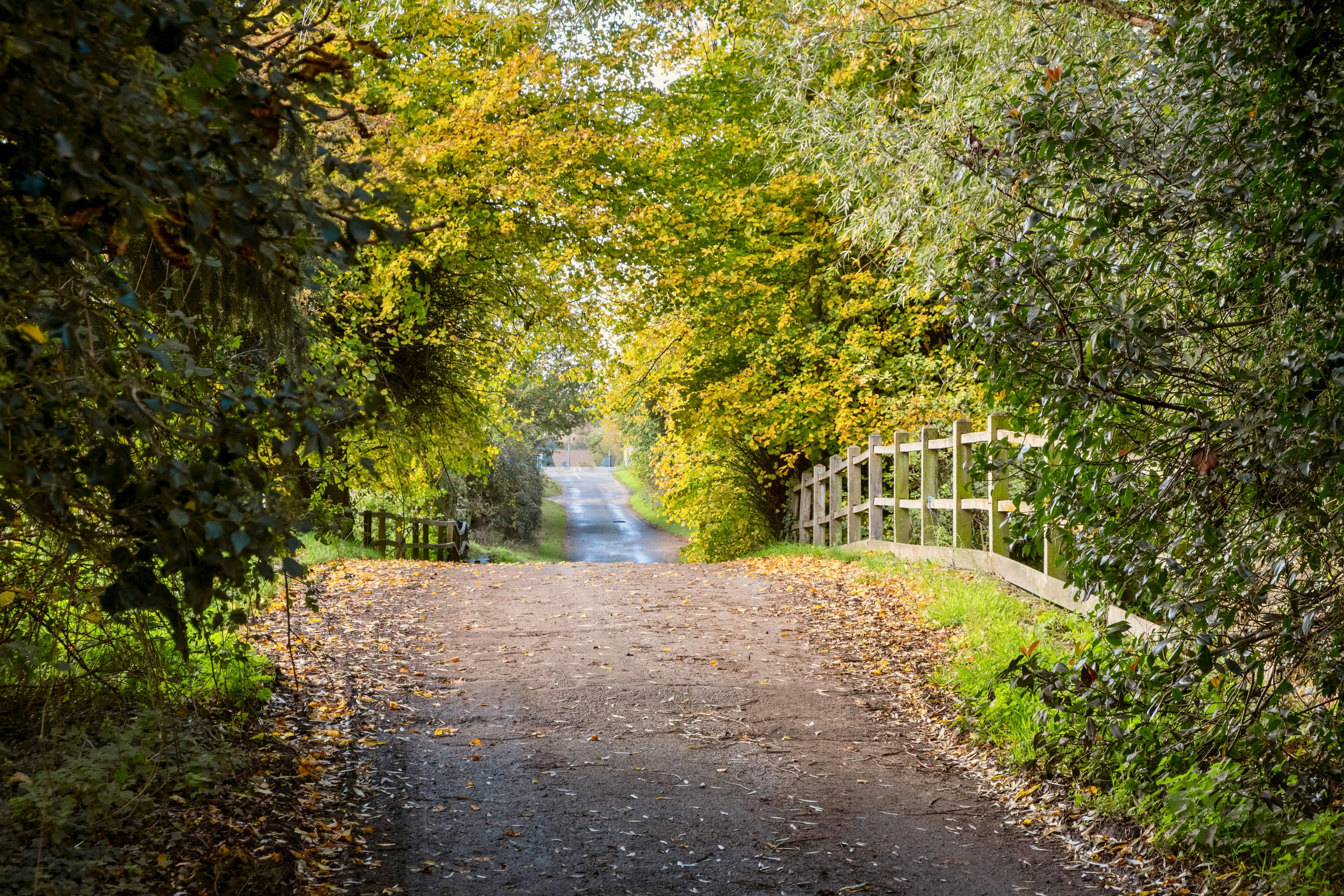 Countryside trail through autumn trees